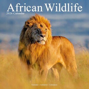 Kalendář 2026 African Wildlife, 30,5 x 30,5 (30,5 x 61) cm