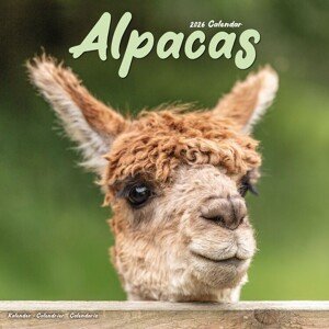 Kalendář 2026 Alpacas, 30,5 x 30,5 (30,5 x 61) cm
