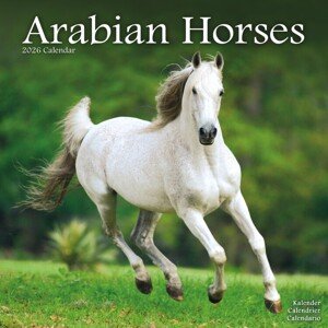 Kalendář 2026 Arabian Horses, 30,5 x 30,5 (30,5 x 61) cm