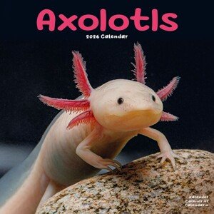 Kalendář 2026 Axolotls, 30,5 x 30,5 (30,5 x 61) cm