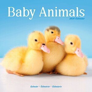 Kalendář 2026 Baby Animals, 30,5 x 30,5 (30,5 x 61) cm