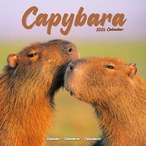 Kalendář 2026 Capybara, 30,5 x 30,5 (30,5 x 61) cm