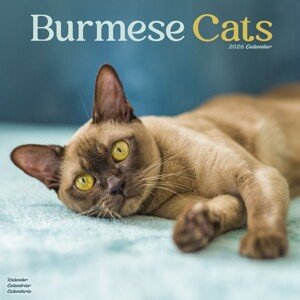 Kalendář 2026 Cats - Burmese, 30,5 x 30,5 (30,5 x 61) cm