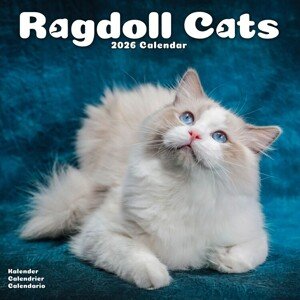 Kalendář 2026 Cats - Ragdoll - NEW, 30,5 x 30,5 (30,5 x 61) cm