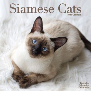 Kalendář 2026 Cats - Siamese, 30,5 x 30,5 (30,5 x 61) cm