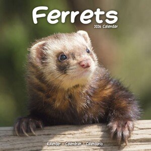 Kalendář 2026 Ferrets, 30,5 x 30,5 (30,5 x 61) cm
