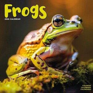 Kalendář 2026 Frogs, 30,5 x 30,5 (30,5 x 61) cm