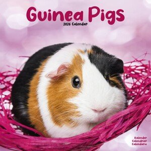 Kalendář 2026 Guinea Pigs, 30,5 x 30,5 (30,5 x 61) cm