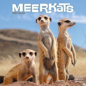 Kalendář 2026 Meerkats, 30,5 x 30,5 (30,5 x 61) cm