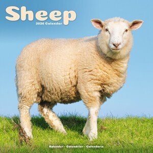 Kalendář 2026 Sheep, 30,5 x 30,5 (30,5 x 61) cm