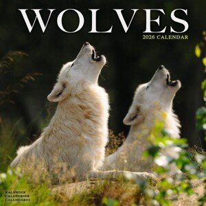 Kalendář 2026 Wolves, 30,5 x 30,5 (30,5 x 61) cm