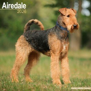Kalendář 2026 Airedale, 30,5 x 30,5 (30,5 x 61) cm