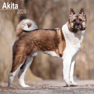 Kalendář 2026 Akita, 30,5 x 30,5 (30,5 x 61) cm