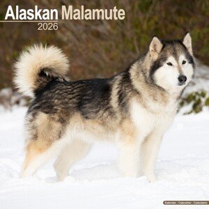 Kalendář 2026 Alaskan Malamute, 30,5 x 30,5 (30,5 x 61) cm