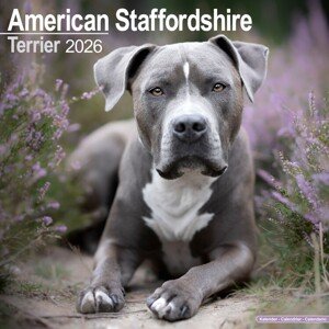 Kalendář 2026 American Pit Bull Terrier, 30,5 x 30,5 (30,5 x 61) cm