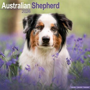 Kalendář 2026 Australian Shepherd, 30,5 x 30,5 (30,5 x 61) cm