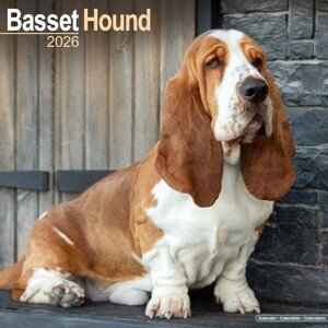 Kalendář 2026 Basset Hound, 30,5 x 30,5 (30,5 x 61) cm