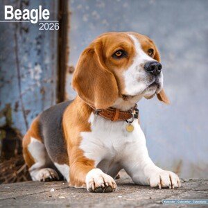 Kalendář 2026 Beagle, 30,5 x 30,5 (30,5 x 61) cm