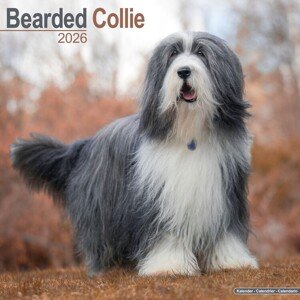 Kalendář 2026 Bearded Collie, 30,5 x 30,5 (30,5 x 61) cm