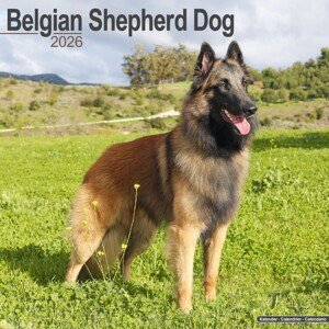 Kalendář 2026 Belgian Shepherd Dog, 30,5 x 30,5 (30,5 x 61) cm
