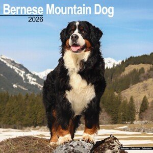 Kalendář 2026 Bernese Mountain Dog, 30,5 x 30,5 (30,5 x 61) cm