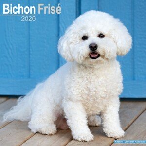 Kalendář 2026 Bichon Frise, 30,5 x 30,5 (30,5 x 61) cm