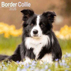Kalendář 2026 Border Collie, 30,5 x 30,5 (30,5 x 61) cm