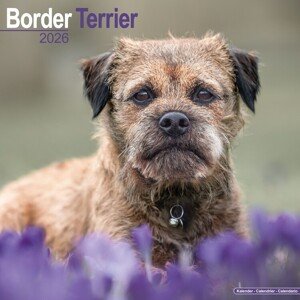 Kalendář 2026 Border Terrier, 30,5 x 30,5 (30,5 x 61) cm
