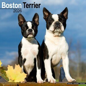 Kalendář 2026 Boston Terrier, 30,5 x 30,5 (30,5 x 61) cm