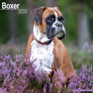 Kalendář 2026 Boxer, 30,5 x 30,5 (30,5 x 61) cm