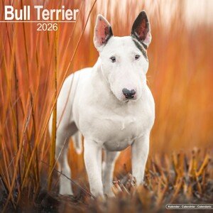 Kalendář 2026 Bull Terrier, 30,5 x 30,5 (30,5 x 61) cm