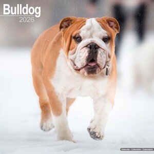 Kalendář 2026 Bulldog, 30,5 x 30,5 (30,5 x 61) cm