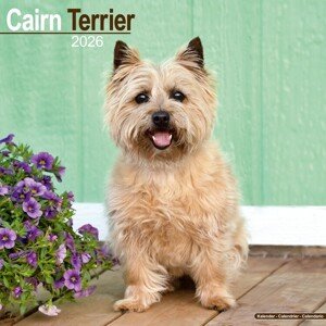 Kalendář 2026 Cairn Terrier, 30,5 x 30,5 (30,5 x 61) cm