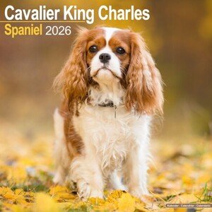 Kalendář 2026 Cavalier King Charles, 30,5 x 30,5 (30,5 x 61) cm