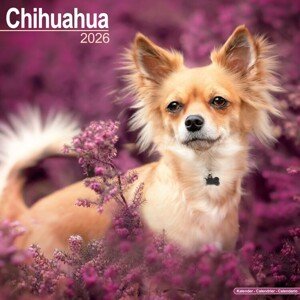 Kalendář 2026 Chihuahua, 30,5 x 30,5 (30,5 x 61) cm