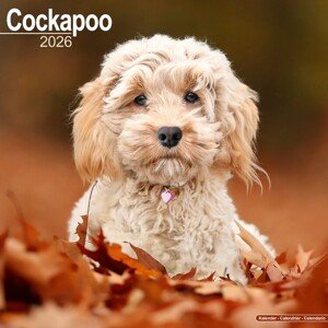 Kalendář 2026 Cockapoo, 30,5 x 30,5 (30,5 x 61) cm