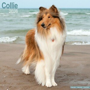 Kalendář 2026 Collie, 30,5 x 30,5 (30,5 x 61) cm