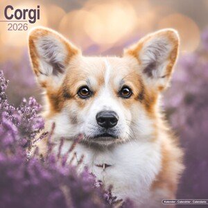 Kalendář 2026 Corgi, 30,5 x 30,5 (30,5 x 61) cm