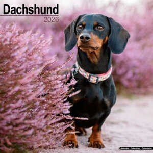 Kalendář 2026 Dachshund, 30,5 x 30,5 (30,5 x 61) cm