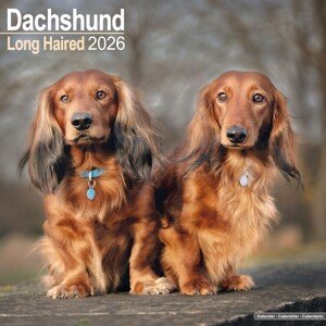 Kalendář 2026 Dachshund - Longhaired, 30,5 x 30,5 (30,5 x 61) cm