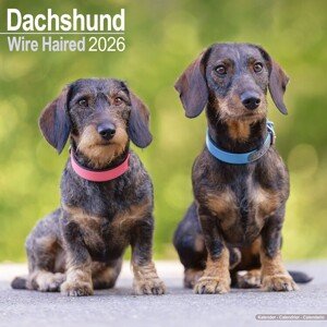 Kalendář 2026 Dachshund - Wirehaired, 30,5 x 30,5 (30,5 x 61) cm