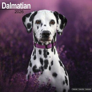 Kalendář 2026 Dalmatian, 30,5 x 30,5 (30,5 x 61) cm