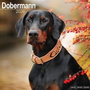 Kalendář 2026 Dobermann, 30,5 x 30,5 (30,5 x 61) cm
