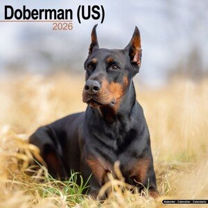 Kalendář 2026 Doberman - US, 30,5 x 30,5 (30,5 x 61) cm