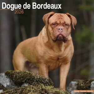 Kalendář 2026 Dogue de Bordeaux, 30,5 x 30,5 (30,5 x 61) cm