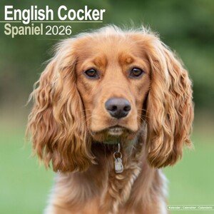 Kalendář 2026 English Cocker Spaniel, 30,5 x 30,5 (30,5 x 61) cm
