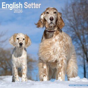 Kalendář 2026 English Setter, 30,5 x 30,5 (30,5 x 61) cm