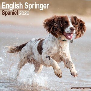 Kalendář 2026 Eng Springer Spaniel, 30,5 x 30,5 (30,5 x 61) cm