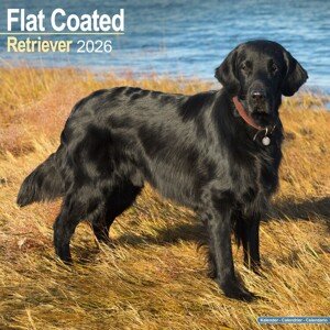 Kalendář 2026 Flat Coated Retriever, 30,5 x 30,5 (30,5 x 61) cm
