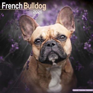 Kalendář 2026 French Bulldog, 30,5 x 30,5 (30,5 x 61) cm